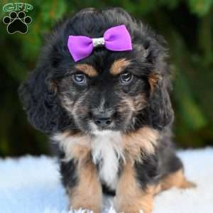 Twilight, Cavapoo Puppy