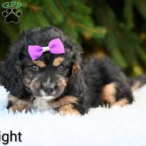Twilight, Cavapoo Puppy