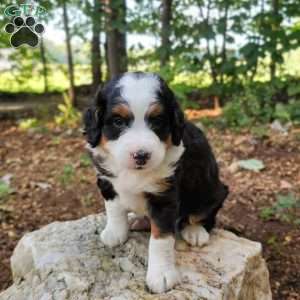 Harper, Mini Bernedoodle Puppy