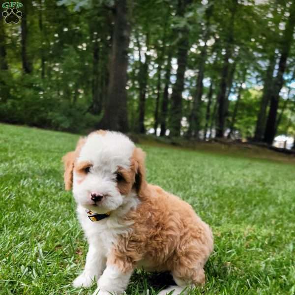 Hazel, Mini Bernedoodle Puppy