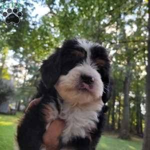 Henry, Mini Bernedoodle Puppy