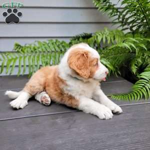 Heidi, Mini Bernedoodle Puppy