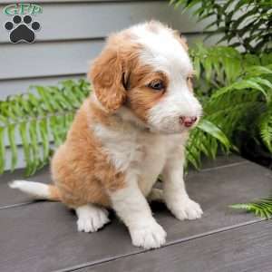 Heidi, Mini Bernedoodle Puppy