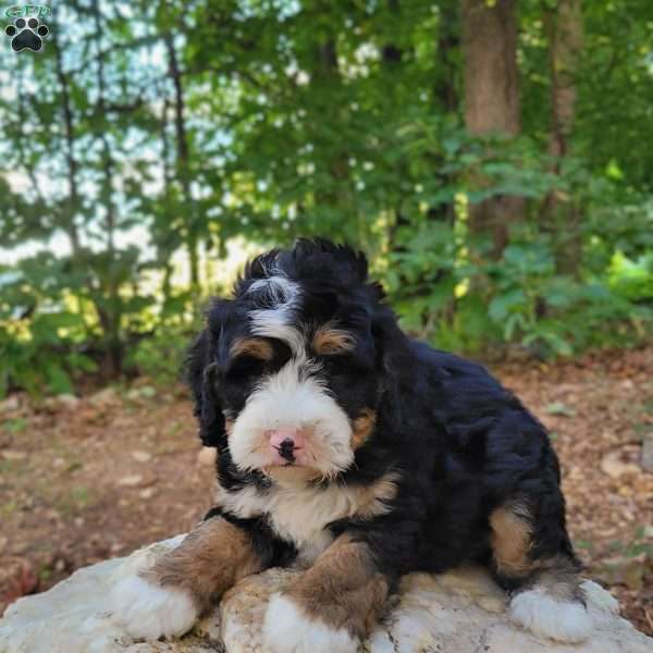 Hank, Mini Bernedoodle Puppy