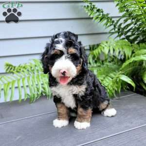 Hank, Mini Bernedoodle Puppy