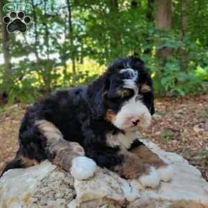 Hank, Mini Bernedoodle Puppy