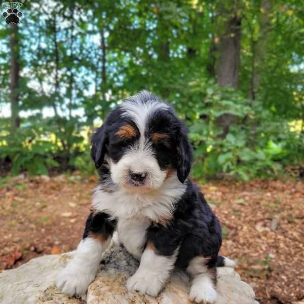 Henry, Mini Bernedoodle Puppy