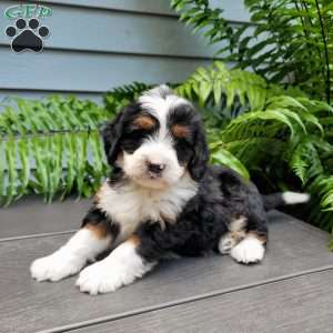 Henry, Mini Bernedoodle Puppy
