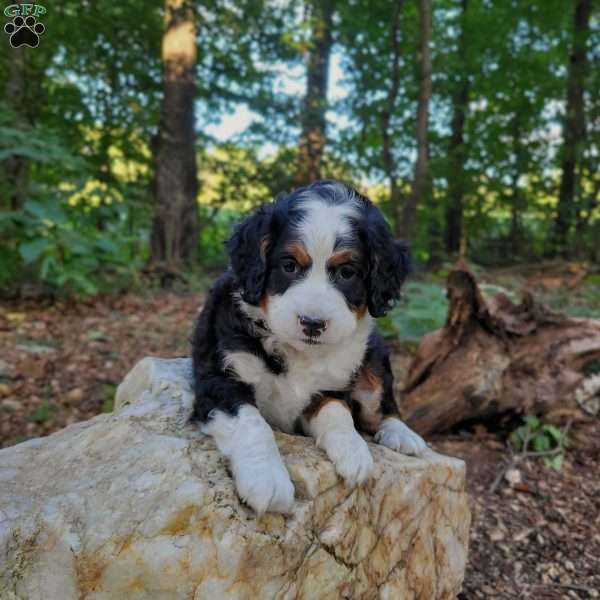 Harper, Mini Bernedoodle Puppy