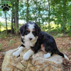 Harper, Mini Bernedoodle Puppy