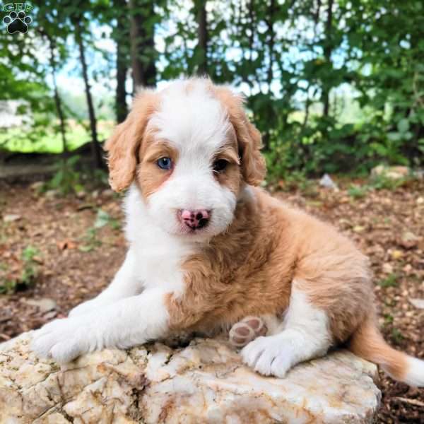 Heidi, Mini Bernedoodle Puppy