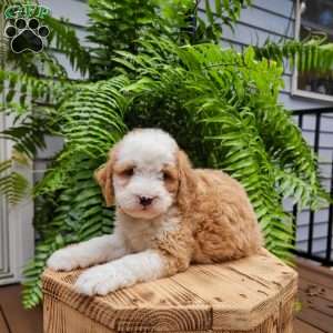 Hazel, Mini Bernedoodle Puppy