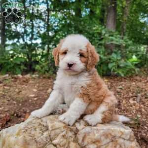 Hazel, Mini Bernedoodle Puppy