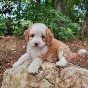 Hazel, Mini Bernedoodle Puppy