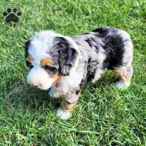 Halo, Mini Bernedoodle Puppy