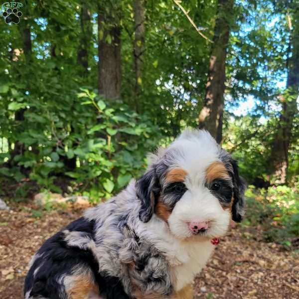 Halo, Mini Bernedoodle Puppy
