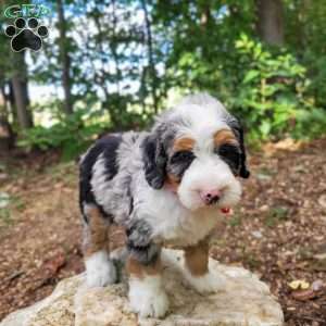 Halo, Mini Bernedoodle Puppy