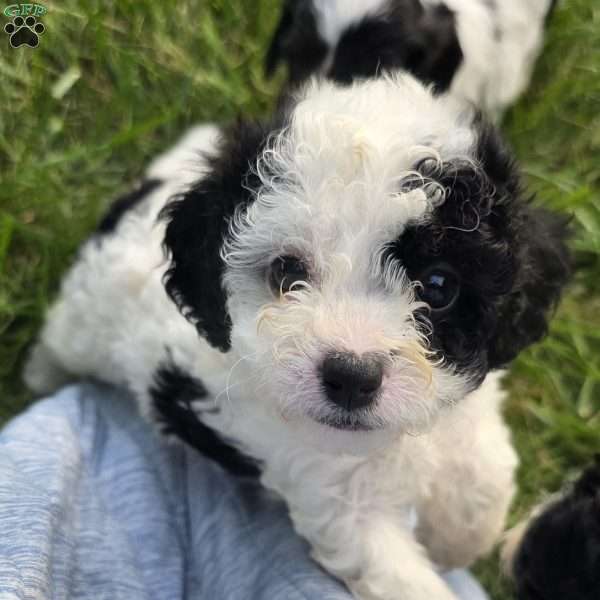 Coral, Cavapoo Puppy