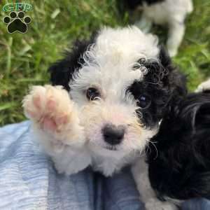 Coral, Cavapoo Puppy