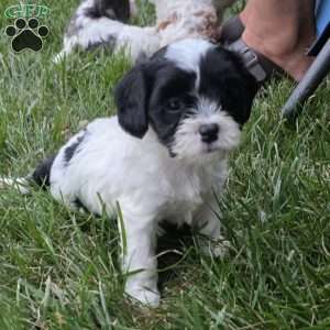 Splash, Cavapoo Puppy