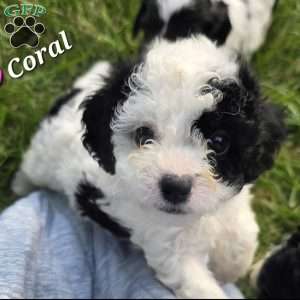Coral, Cavapoo Puppy