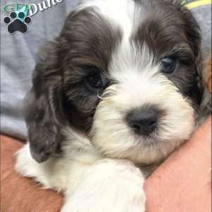 Dune, Cavapoo Puppy