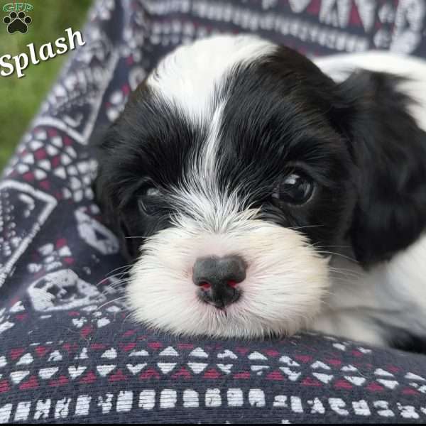 Splash, Cavapoo Puppy
