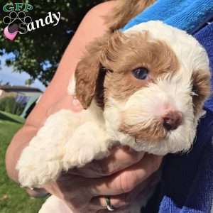 Sunny, Cavapoo Puppy