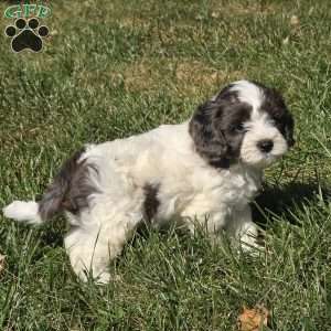 Dune, Cavapoo Puppy