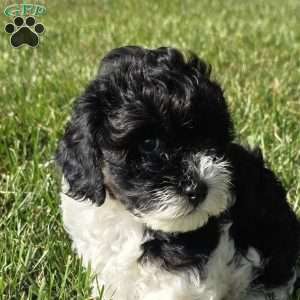 Seal, Cavapoo Puppy
