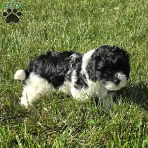 Seal, Cavapoo Puppy
