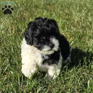 Seal, Cavapoo Puppy