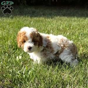 Sunny, Cavapoo Puppy