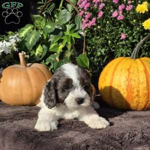 Dune, Cavapoo Puppy