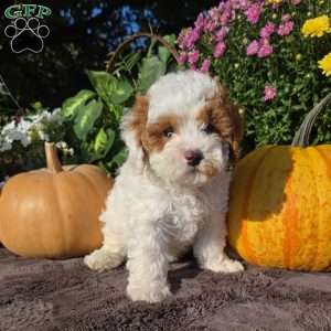 Sandy, Cavapoo Puppy