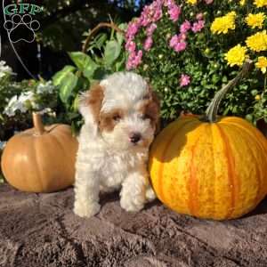Sandy, Cavapoo Puppy