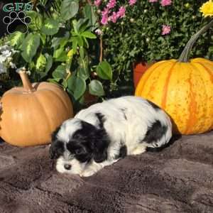 Splash, Cavapoo Puppy