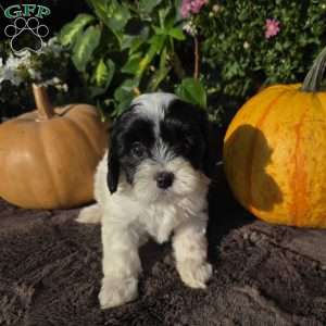 Splash, Cavapoo Puppy