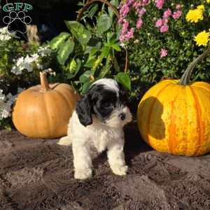 Splash, Cavapoo Puppy