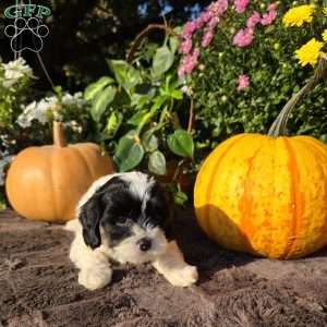 Splash, Cavapoo Puppy