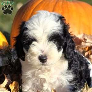 Reef, Cavapoo Puppy