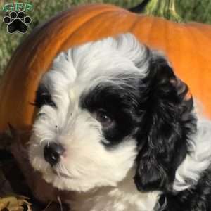 Reef, Cavapoo Puppy