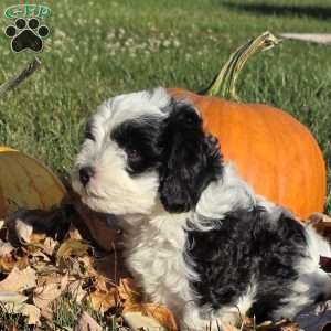 Reef, Cavapoo Puppy