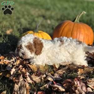 Sandy, Cavapoo Puppy