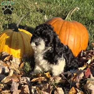 Seal, Cavapoo Puppy