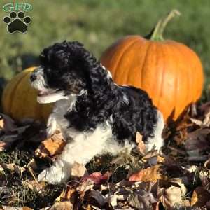 Seal, Cavapoo Puppy