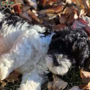 Seal, Cavapoo Puppy