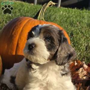 Dune - Cavapoo Puppy For Sale in Maryland