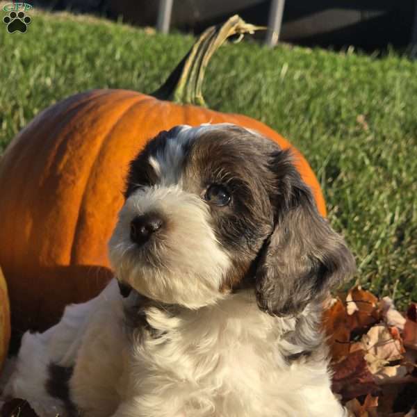 Dune, Cavapoo Puppy