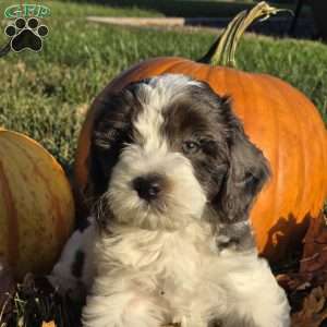 Dune, Cavapoo Puppy